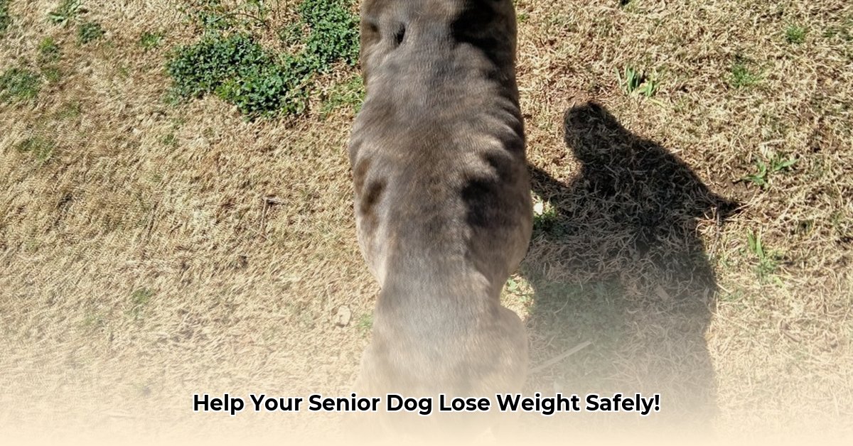 senior-dog-weight-loss